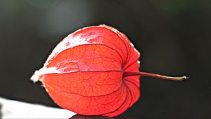 Preview wallpaper physalis, plant, close-up