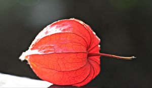 Preview wallpaper physalis, plant, close-up