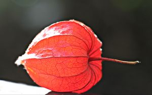 Preview wallpaper physalis, plant, close-up