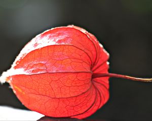 Preview wallpaper physalis, plant, close-up