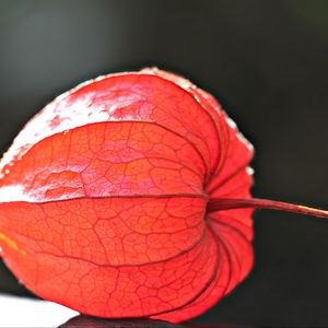 Preview wallpaper physalis, plant, close-up