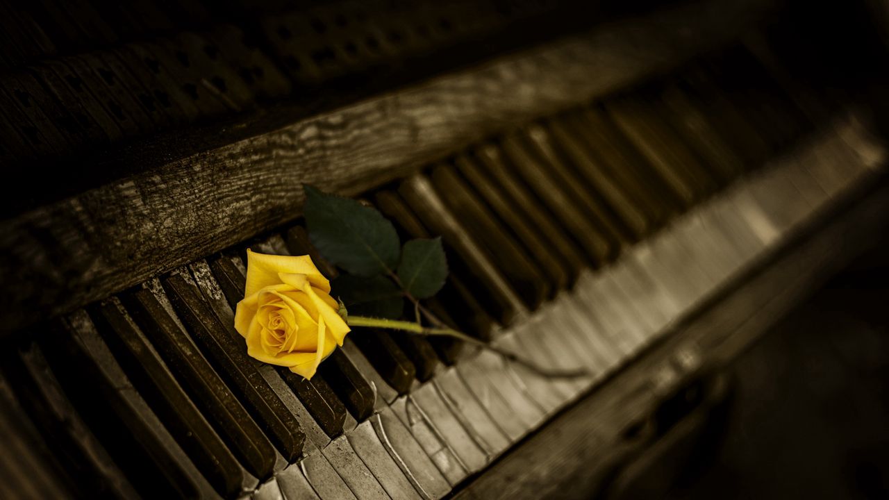 Wallpaper piano, rose, keys