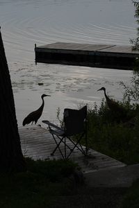 Preview wallpaper pier, birds, silhouettes, lake, evening