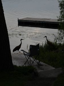 Preview wallpaper pier, birds, silhouettes, lake, evening