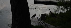 Preview wallpaper pier, birds, silhouettes, lake, evening