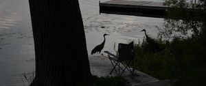 Preview wallpaper pier, birds, silhouettes, lake, evening