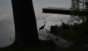 Preview wallpaper pier, birds, silhouettes, lake, evening