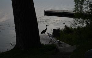 Preview wallpaper pier, birds, silhouettes, lake, evening