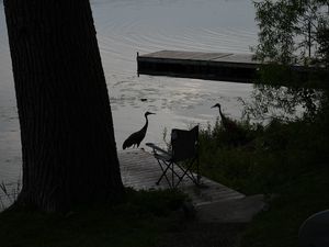 Preview wallpaper pier, birds, silhouettes, lake, evening