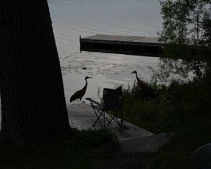 Preview wallpaper pier, birds, silhouettes, lake, evening