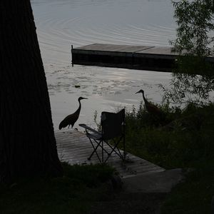 Preview wallpaper pier, birds, silhouettes, lake, evening