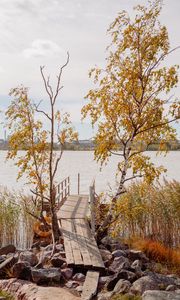 Preview wallpaper pier, boards, trees, birches, river