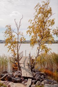 Preview wallpaper pier, boards, trees, birches, river