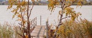 Preview wallpaper pier, boards, trees, birches, river