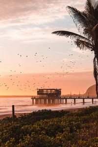 Preview wallpaper pier, sea, birds, beach, coast