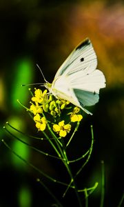 Preview wallpaper pieris rapae, butterfly, flower, blur, macro