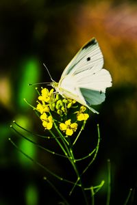 Preview wallpaper pieris rapae, butterfly, flower, blur, macro