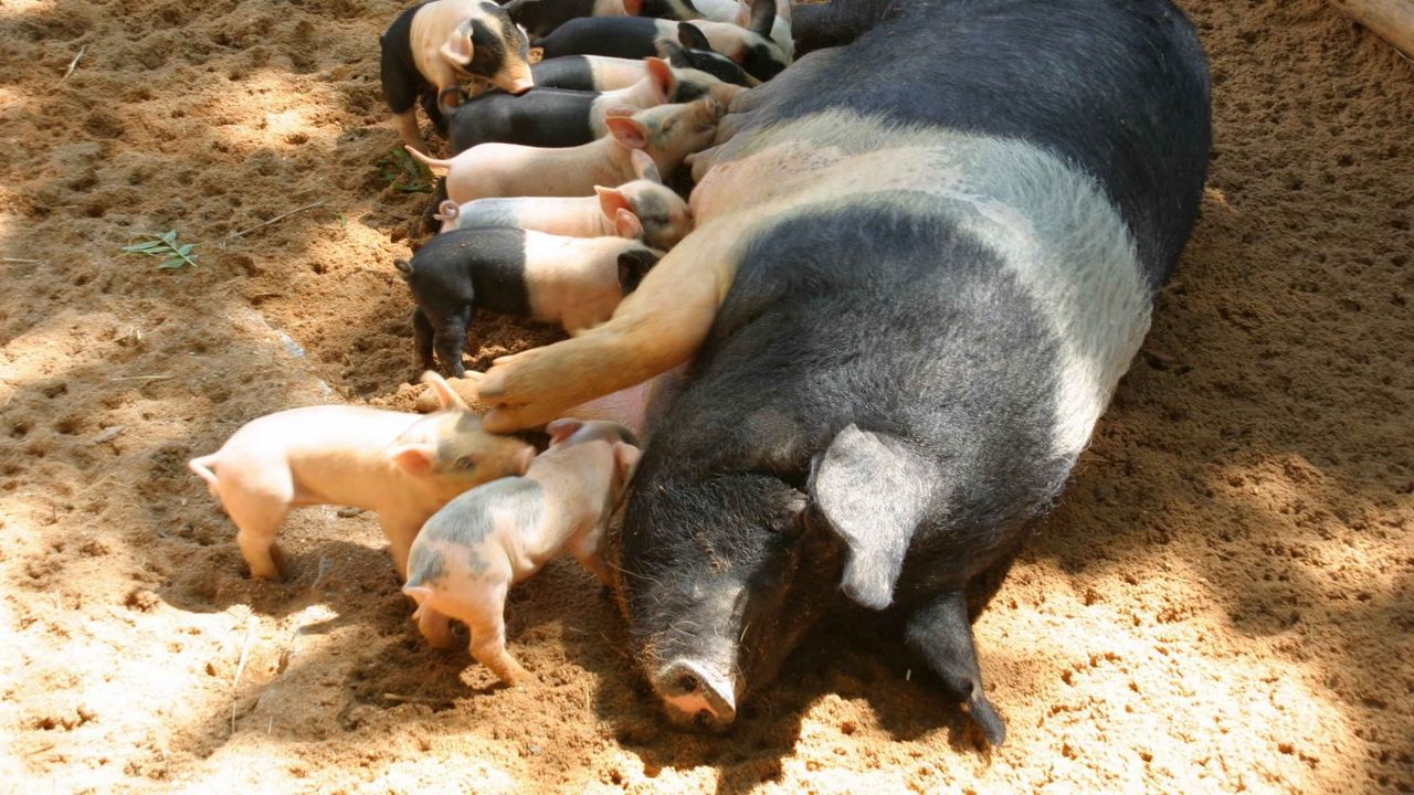 Wallpaper pig, calves, feeding