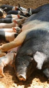 Preview wallpaper pig, calves, feeding