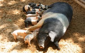 Preview wallpaper pig, calves, feeding