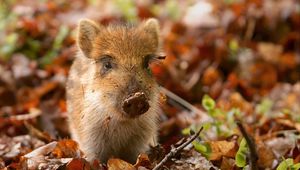 Preview wallpaper pig, dirt, leaves, autumn, small