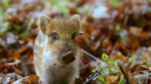 Preview wallpaper pig, dirt, small, leaves, autumn