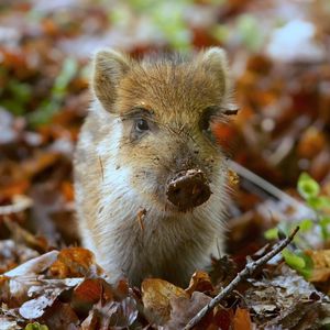 Preview wallpaper pig, dirt, small, leaves, autumn