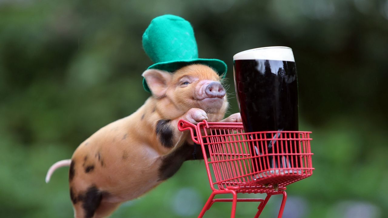Wallpaper pig, drink, shopping, hat