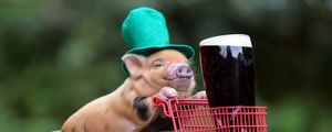 Preview wallpaper pig, drink, shopping, hat