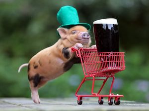 Preview wallpaper pig, drink, shopping, hat