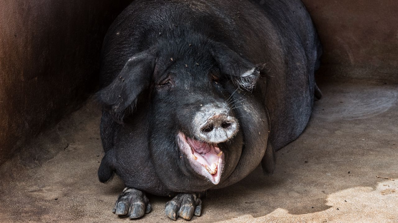 Wallpaper pig, fat, muzzle, funny