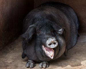 Preview wallpaper pig, fat, muzzle, funny