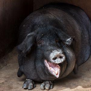 Preview wallpaper pig, fat, muzzle, funny