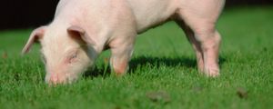 Preview wallpaper pig, grass, earth, food