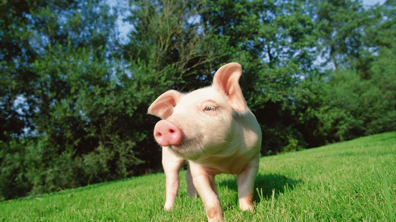 Wallpaper pig, grass, lawn