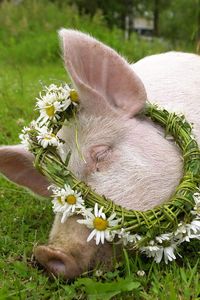 Preview wallpaper pig, liegrass, wreath, flowers, daisy