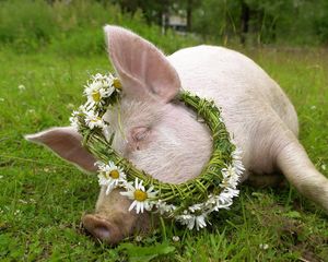 Preview wallpaper pig, liegrass, wreath, flowers, daisy