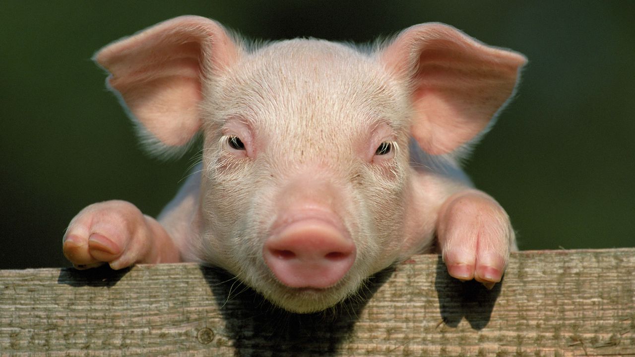 Wallpaper pig, little pig, countryside, hooves, close up, face