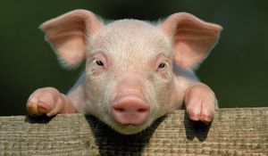Preview wallpaper pig, little pig, countryside, hooves, close up, face