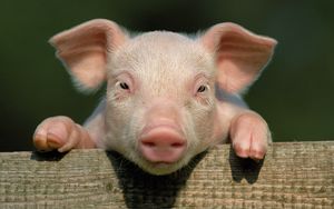 Preview wallpaper pig, little pig, countryside, hooves, close up, face
