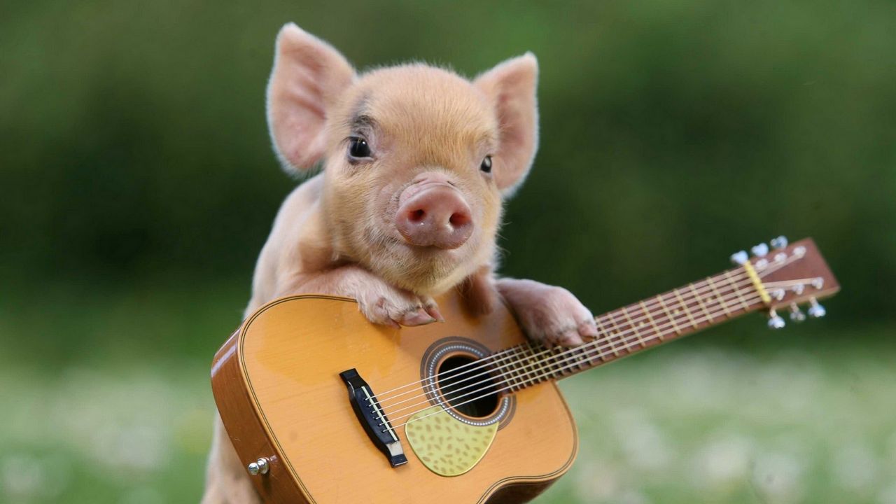 Wallpaper pig, little pig, guitar