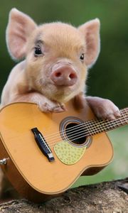 Preview wallpaper pig, little pig, guitar