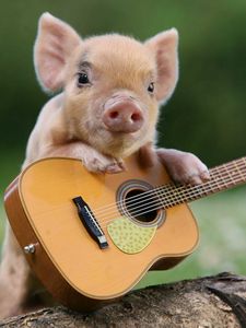 Preview wallpaper pig, little pig, guitar