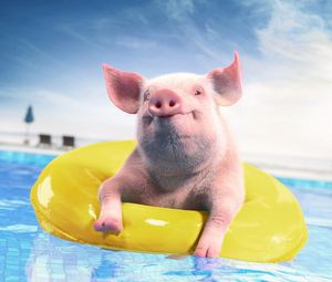Preview wallpaper pig, rubber ring, funny, animal, pool