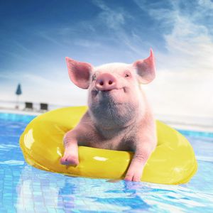 Preview wallpaper pig, rubber ring, funny, animal, pool