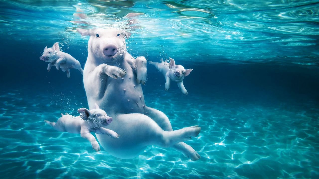 Wallpaper pig, water, dive, young