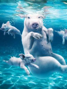 Preview wallpaper pig, water, dive, young