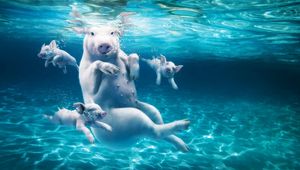 Preview wallpaper pig, water, dive, young