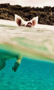Preview wallpaper pig, water, swim