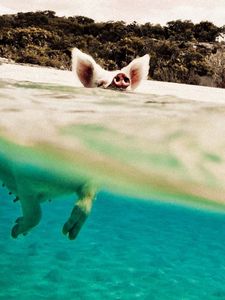 Preview wallpaper pig, water, swim